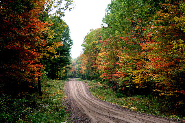 Autumn Color - Sometimes a dark and rainy day brings out the colors better than sunshine. We had a nice drive yesterday through the woods, and I took quite a few photos. -Lida Rose on Flickr