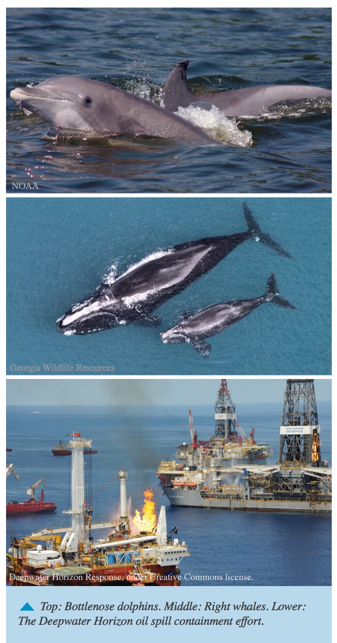 Top: Bottlenose dolphins. Middle: Right whales. Lower: The Deepwater Horizon oil spill containment effort.