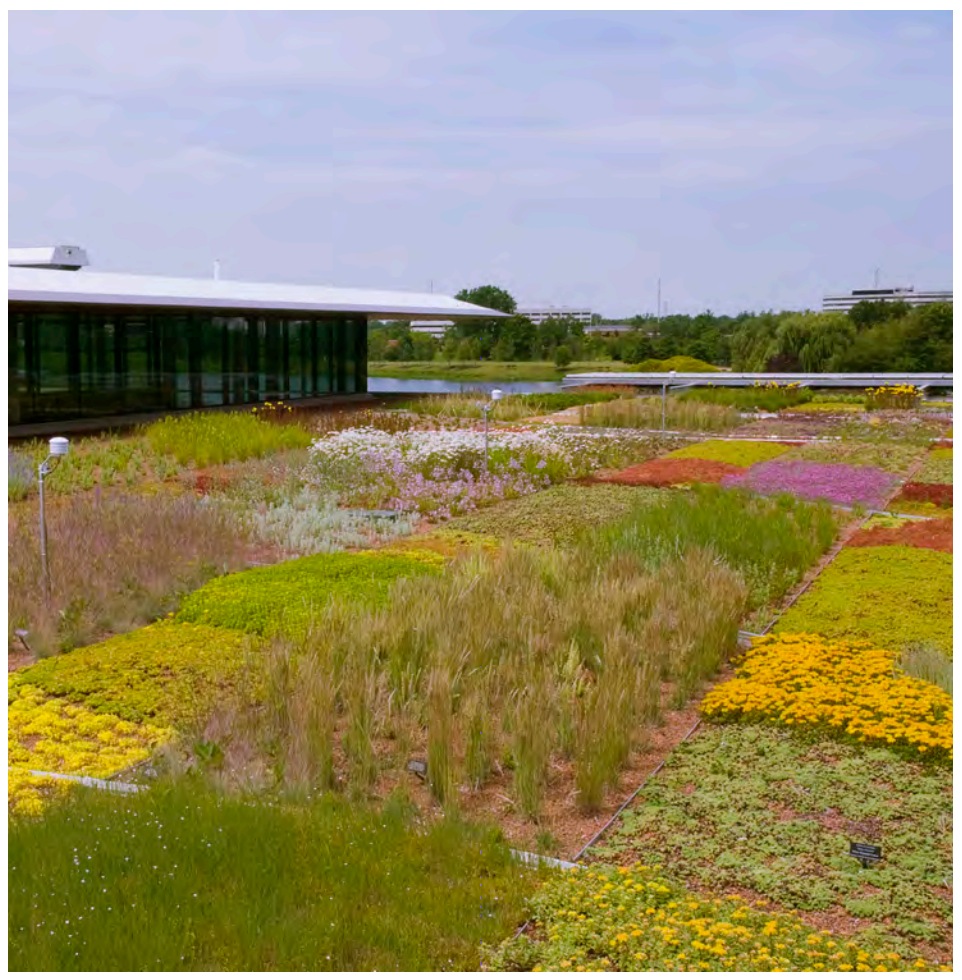 Green Roof plants