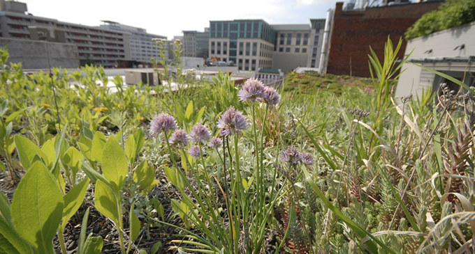 ASLA Green Roof